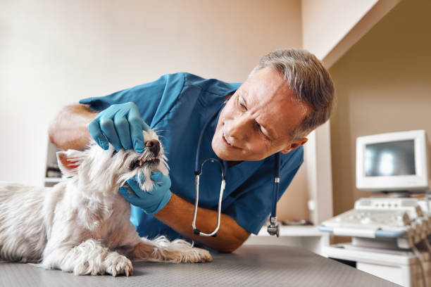 Best Emergency Dental Surgery in Everett, WA